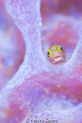 Blenny on Purple by Henley Spiers 